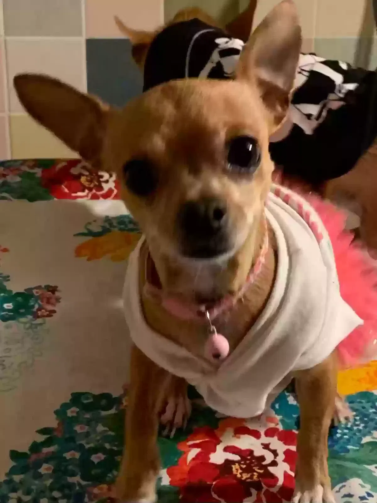 Lost dog in Spring Valley, CA, 91977