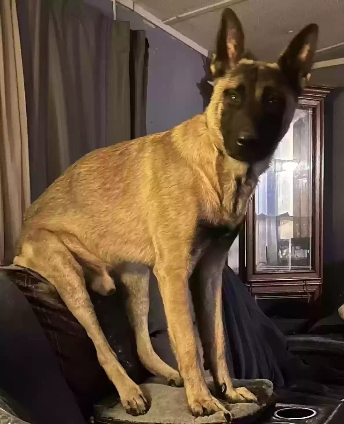 Lost dog in Hampton, GA, 30228