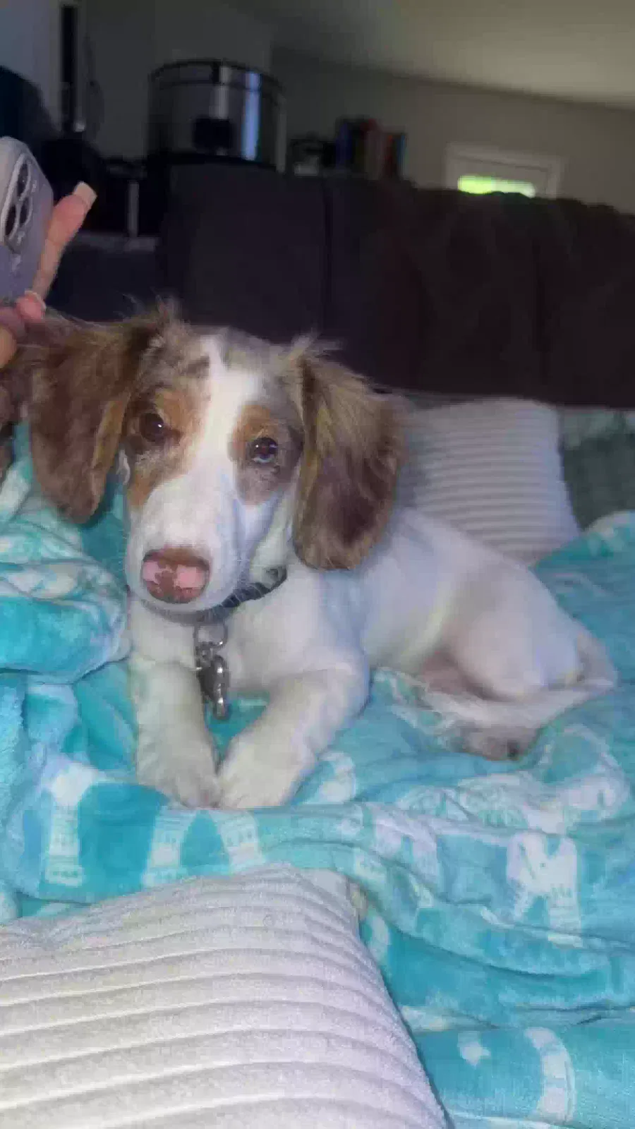 Lost dog in Conroe, TX, 77306