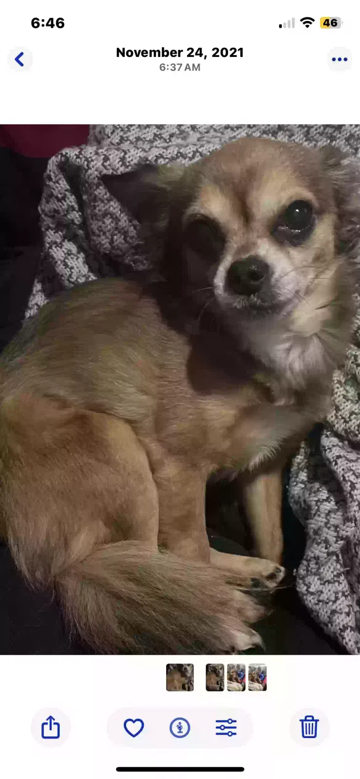 Lost dog in Elmwood Park, NJ, 7407