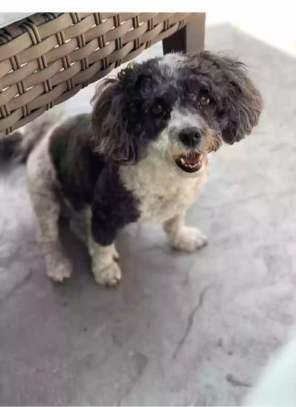 Lost dog in Escondido, CA, 92027