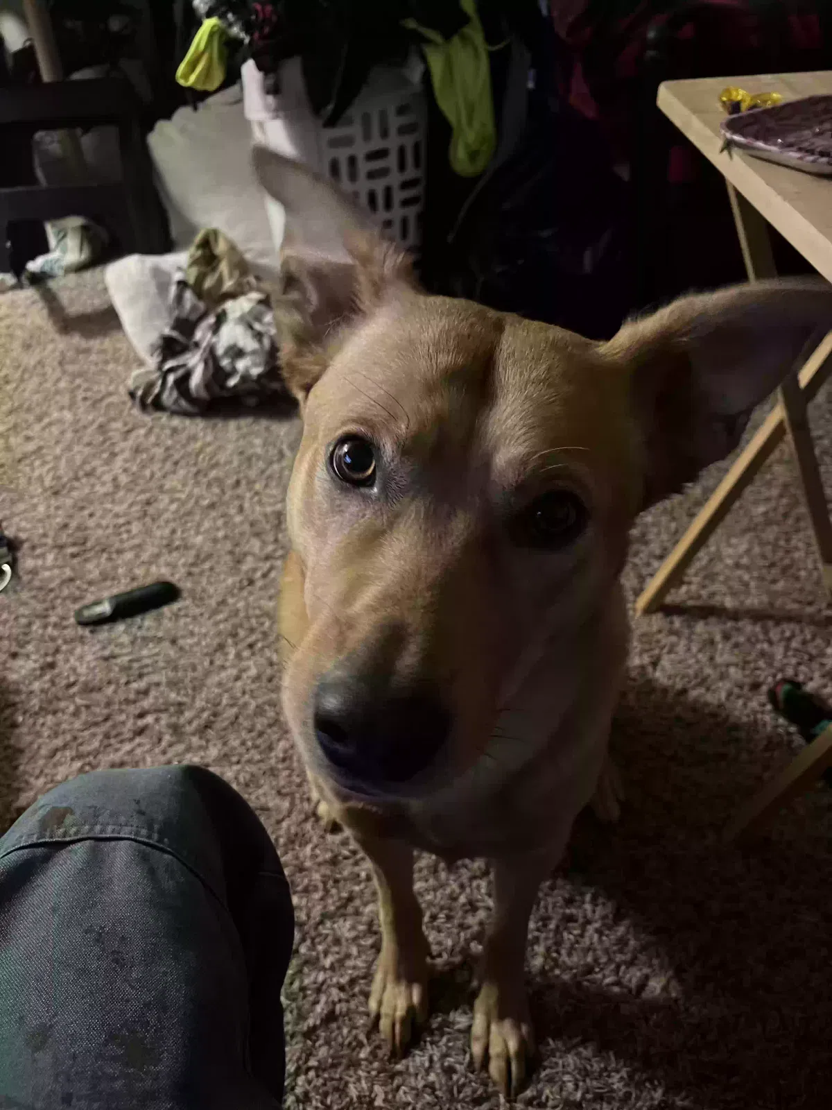Lost dog in Martinez, CA, 94553