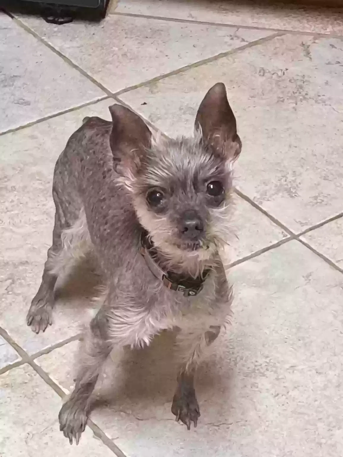 Lost dog in Denver, CO, 80234