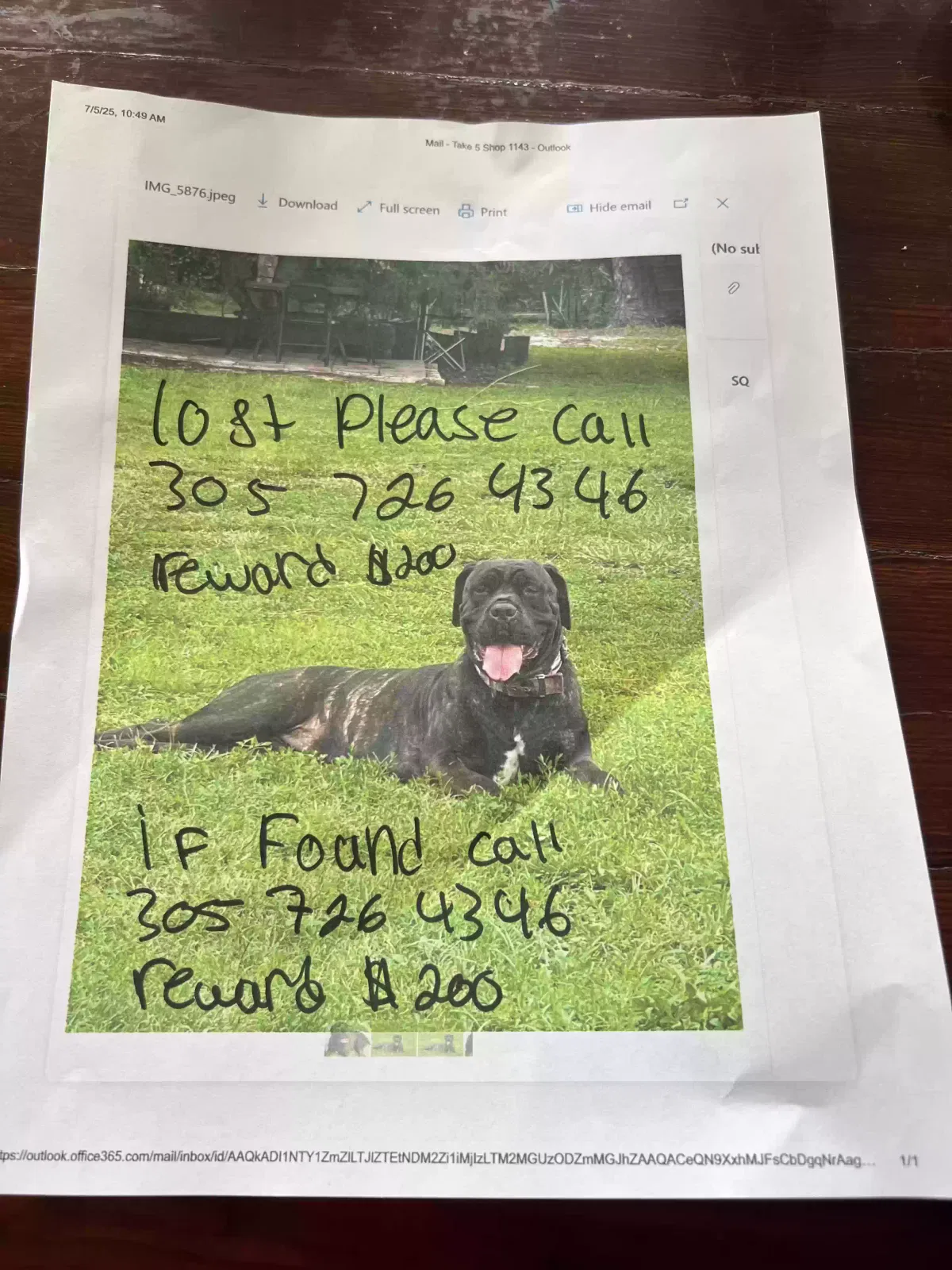 Lost dog in North Fort Myers, FL, 33917