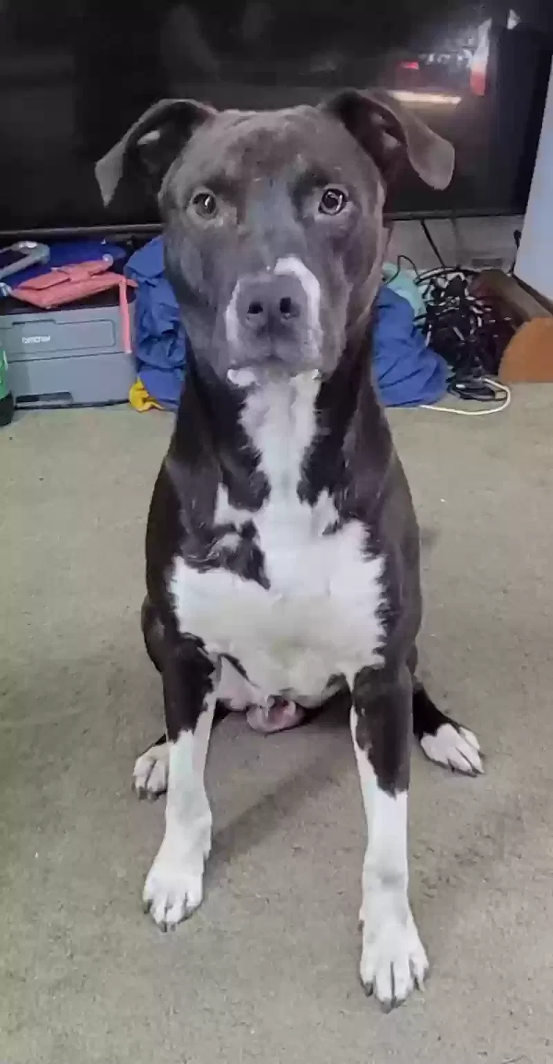 Lost dog in Groveland, FL, 34736