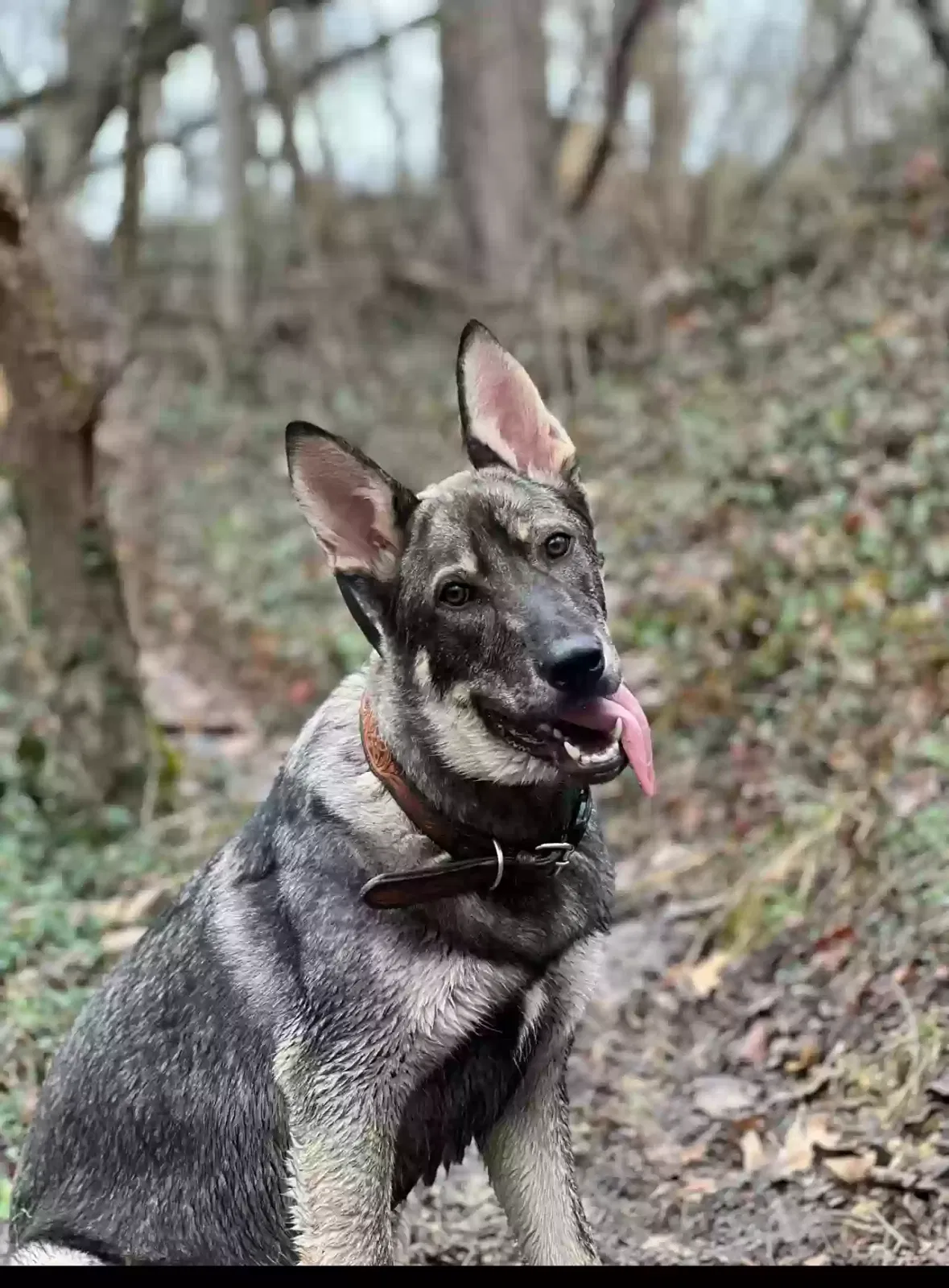 Lost dog in Evans, GA, 30809