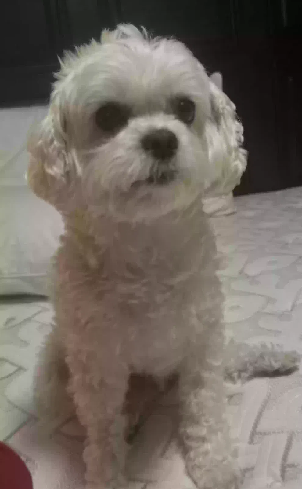 Lost dog in Fort Worth, TX, 76177