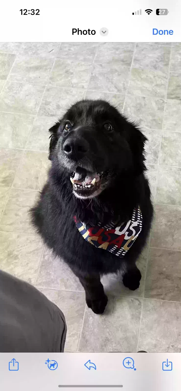 Lost dog in Colorado Springs, CO, 80909