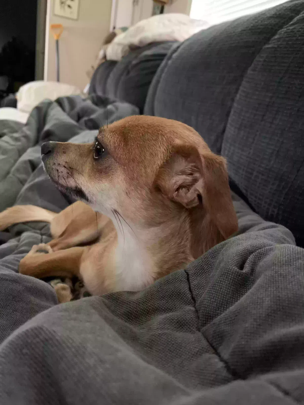 Lost dog in Anchorage, AK, 99504