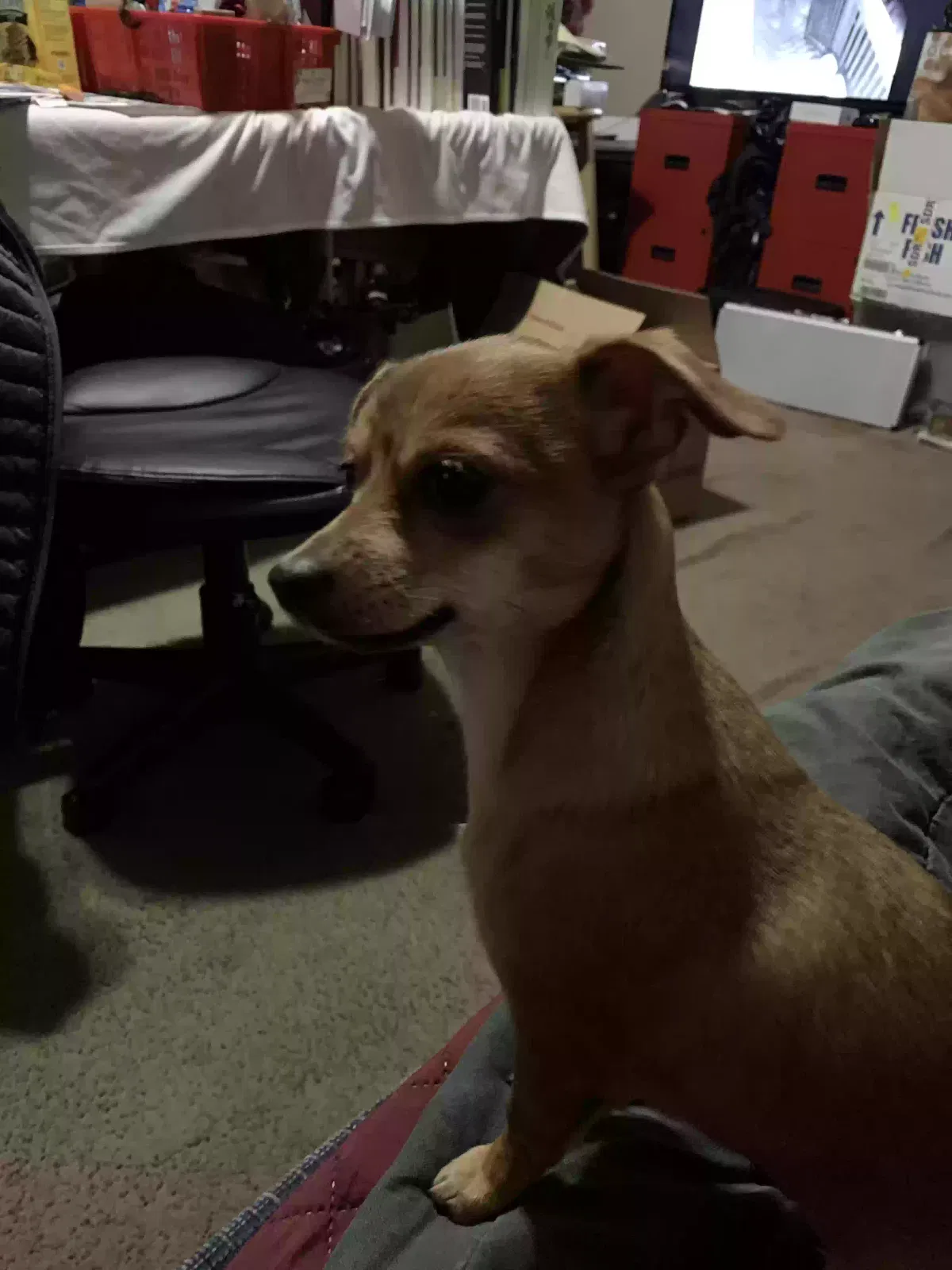 Lost dog in Anchorage, AK, 99504