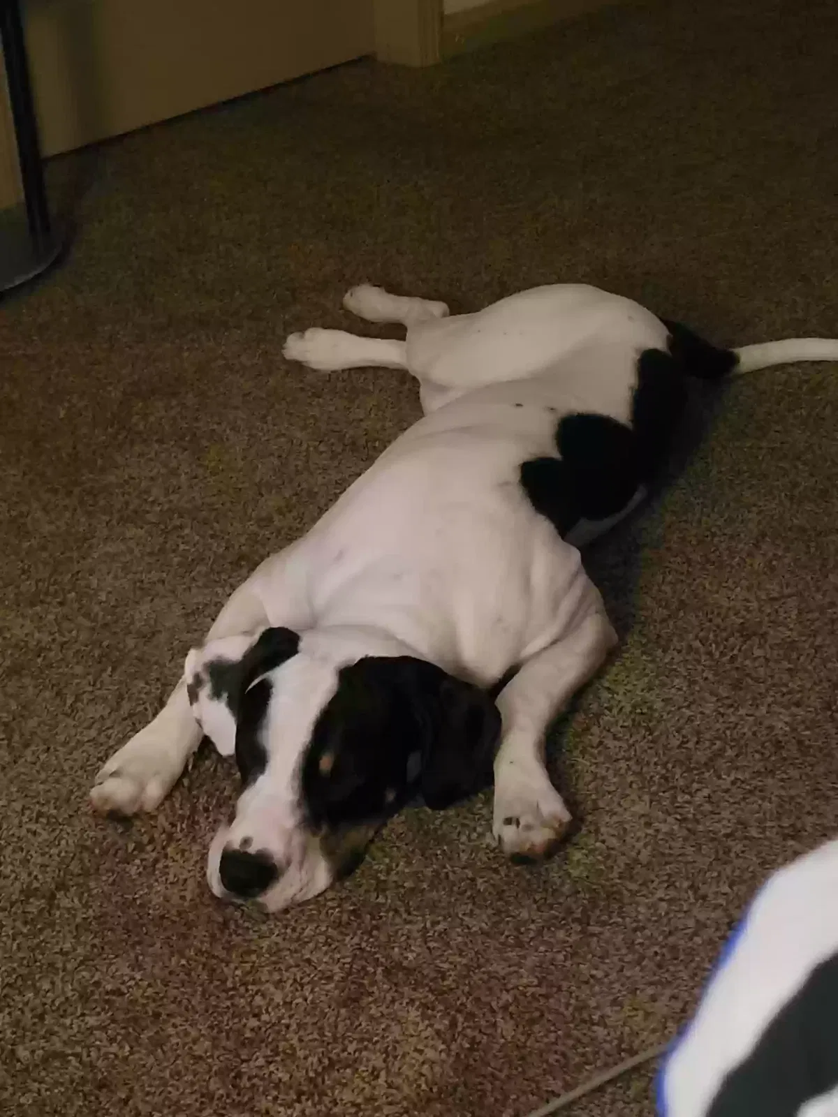 Lost dog in Winston Salem, NC, 27105