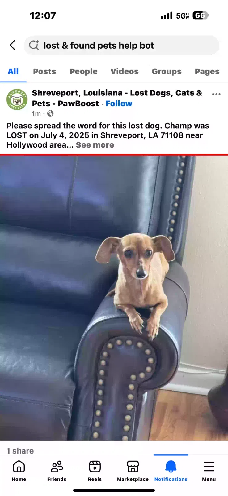 Lost dog in Shreveport, LA, 71108