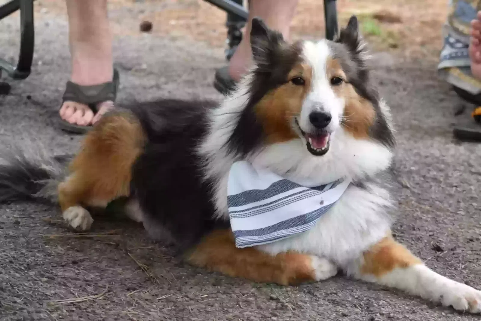 Lost dog in Anahuac, TX, 77514