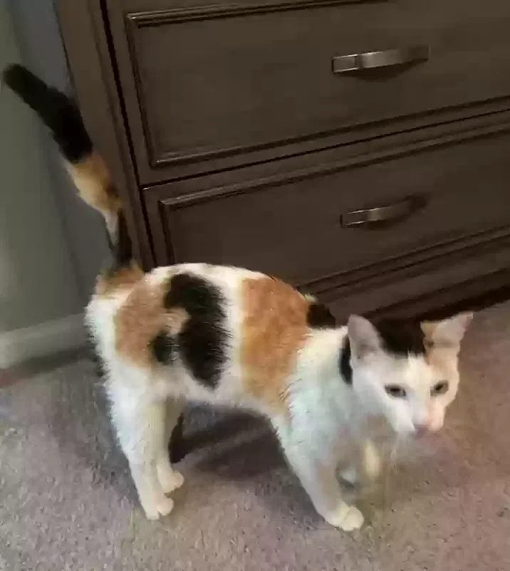 Found cat in Simpsonville, SC, 29680