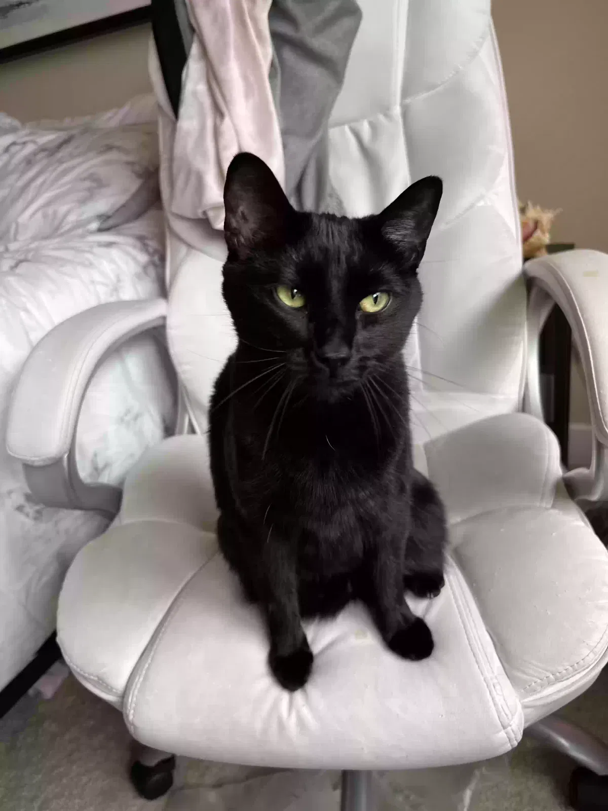 Lost cat in Trussville, AL, 35173