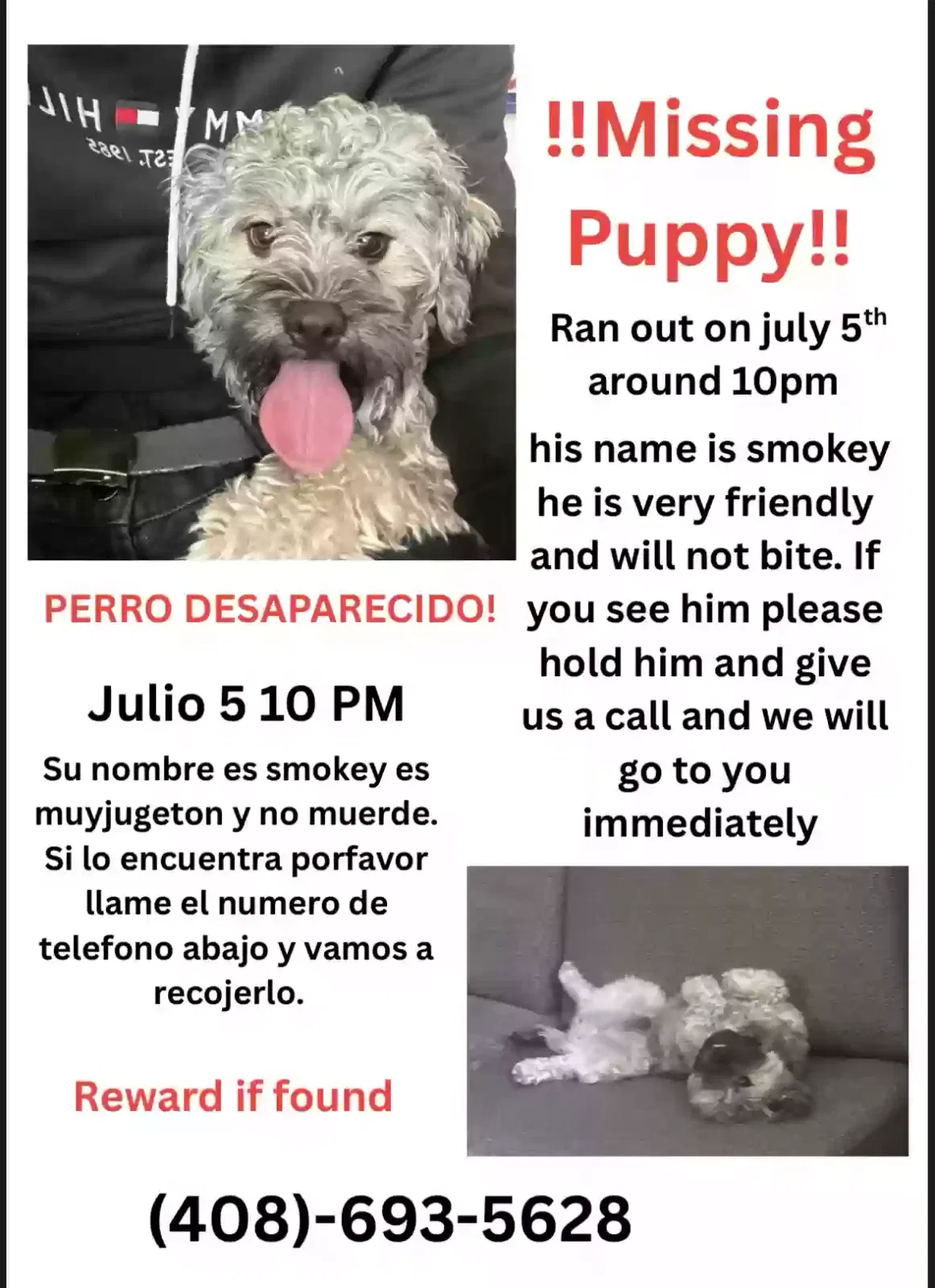 Lost dog in San Jose, CA, 95122