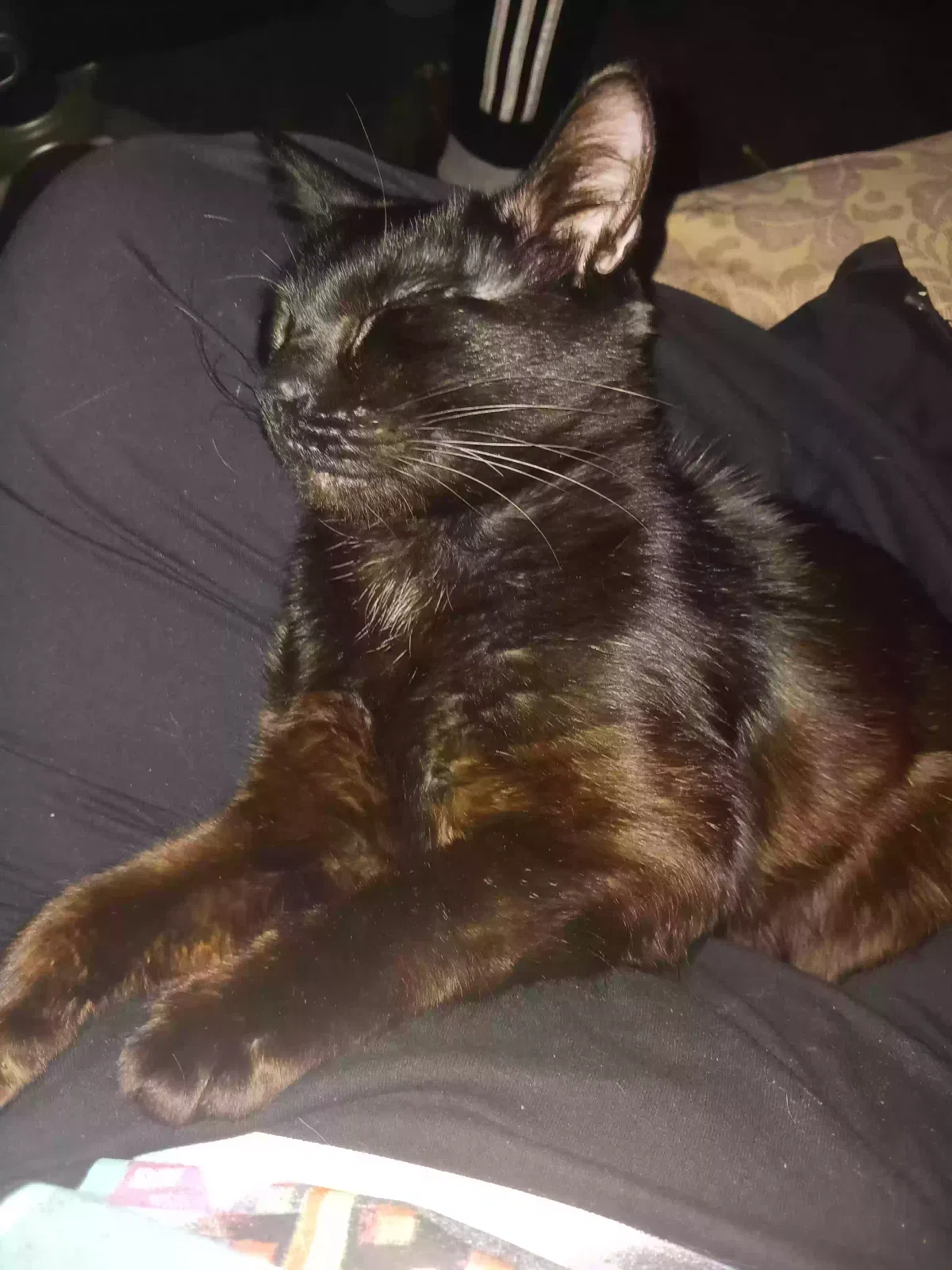 Lost cat in North Little Rock, AR, 72118