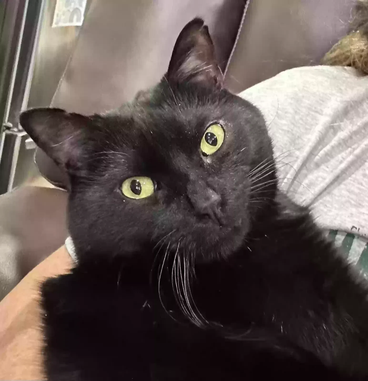 Lost cat in Marion, AR, 72364