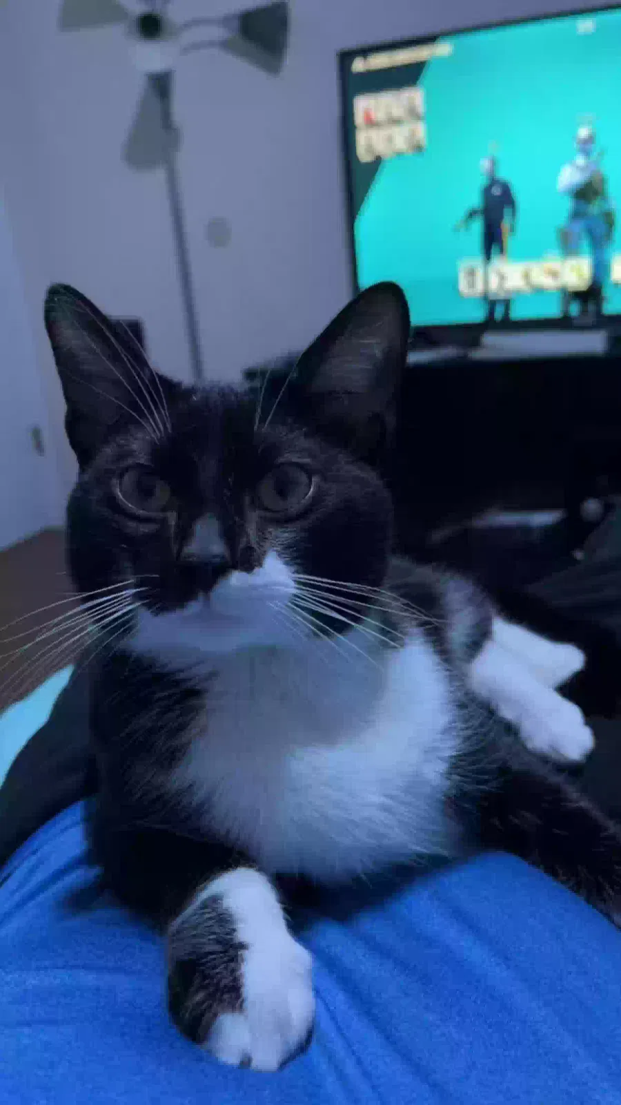 Lost cat in Pensacola, FL, 32526
