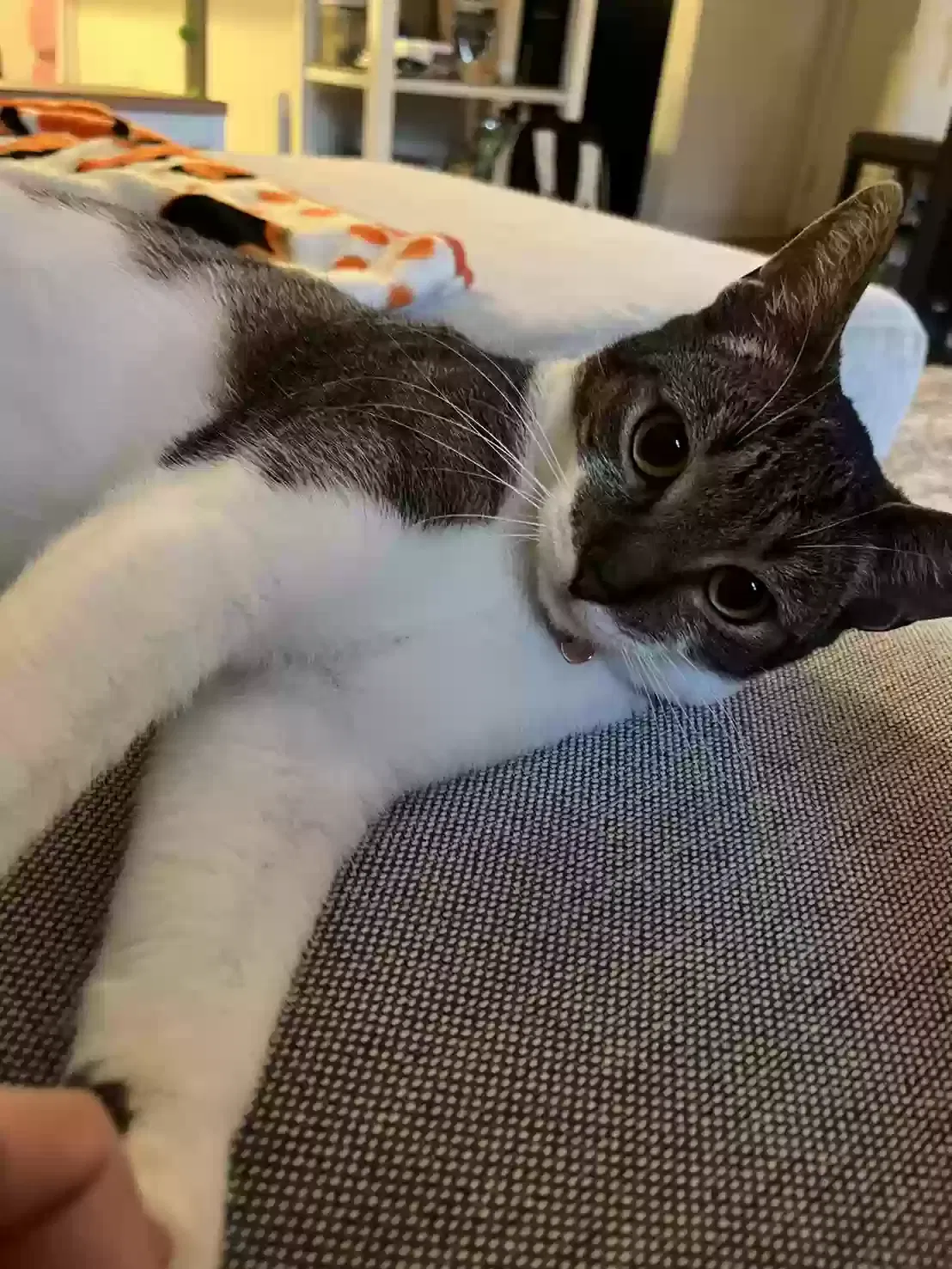 Lost cat in Plymouth, CA, 95669