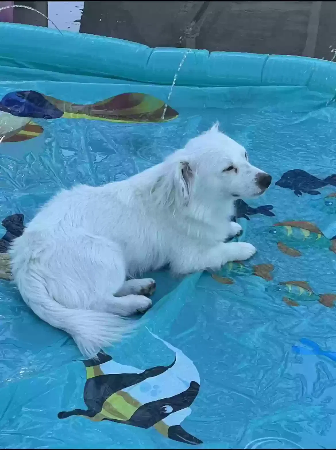 Lost dog in Fresno, CA, 93722