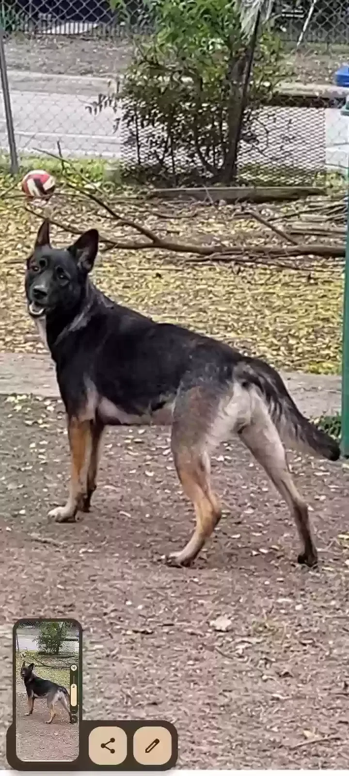 Lost dog in San Antonio, TX, 78207