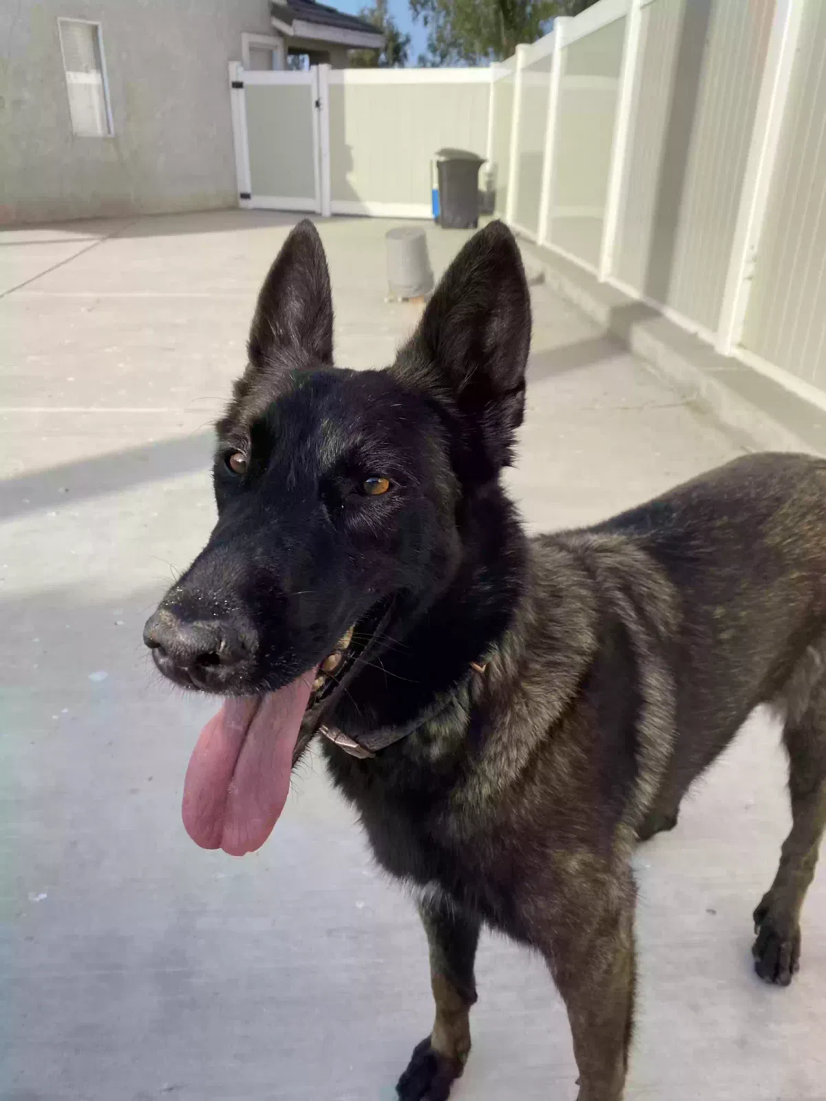 Lost dog in San Ysidro, CA, 92173