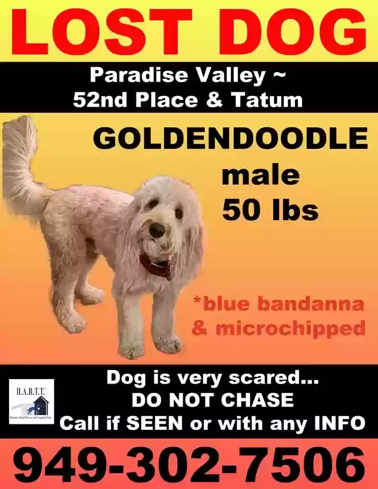 Lost dog in Paradise Valley, AZ, 85253