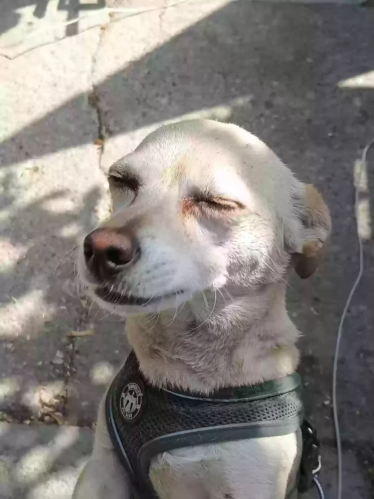 Lost dog in Los Angeles, CA, 90063