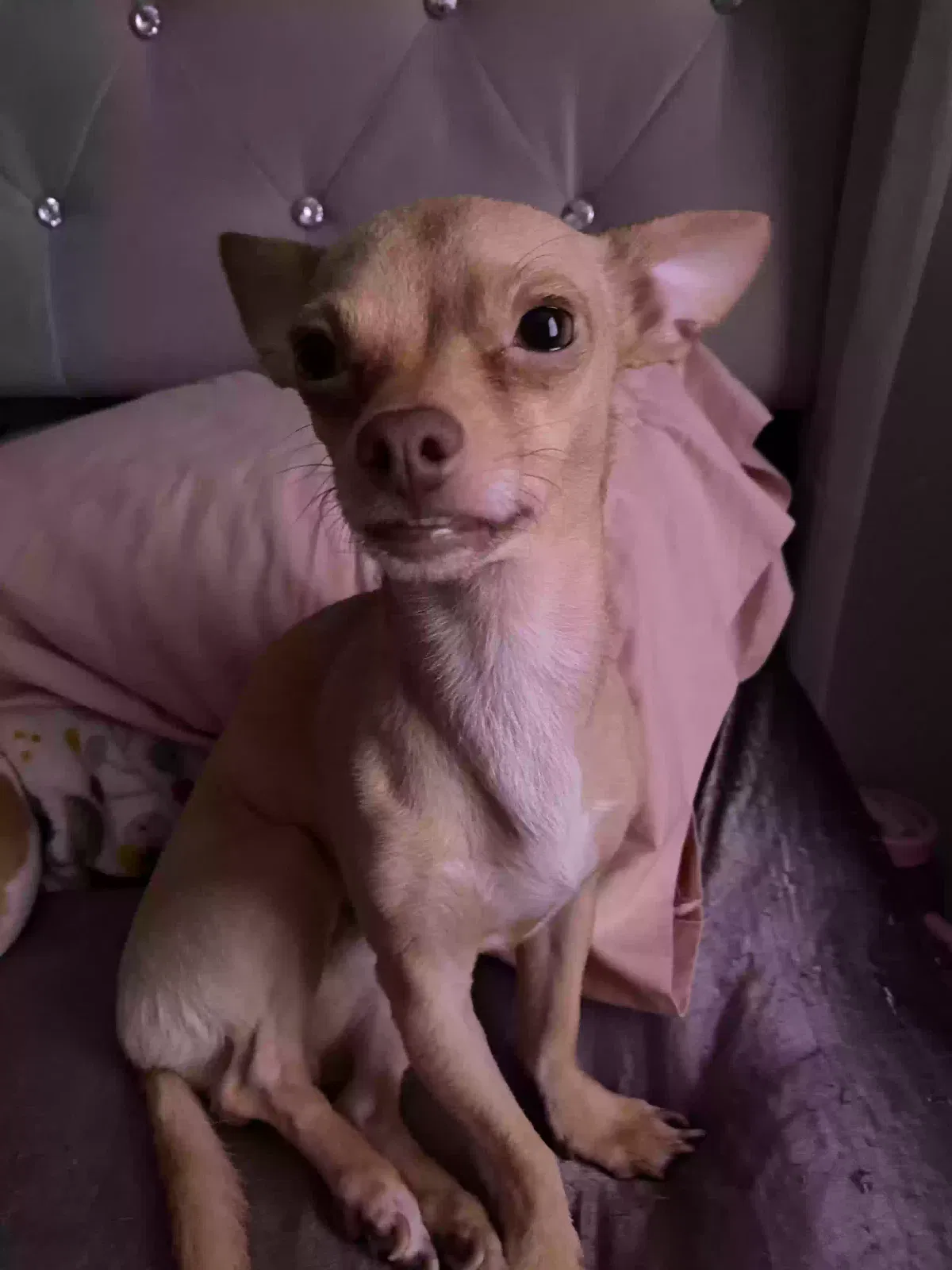 Lost dog in El Mirage, AZ, 85335