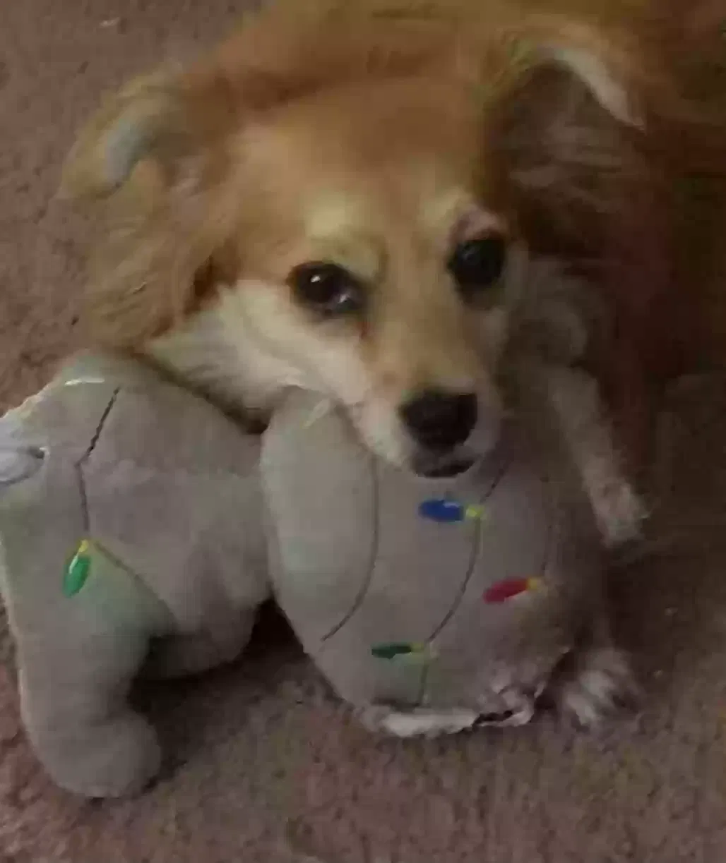 Missing Dog