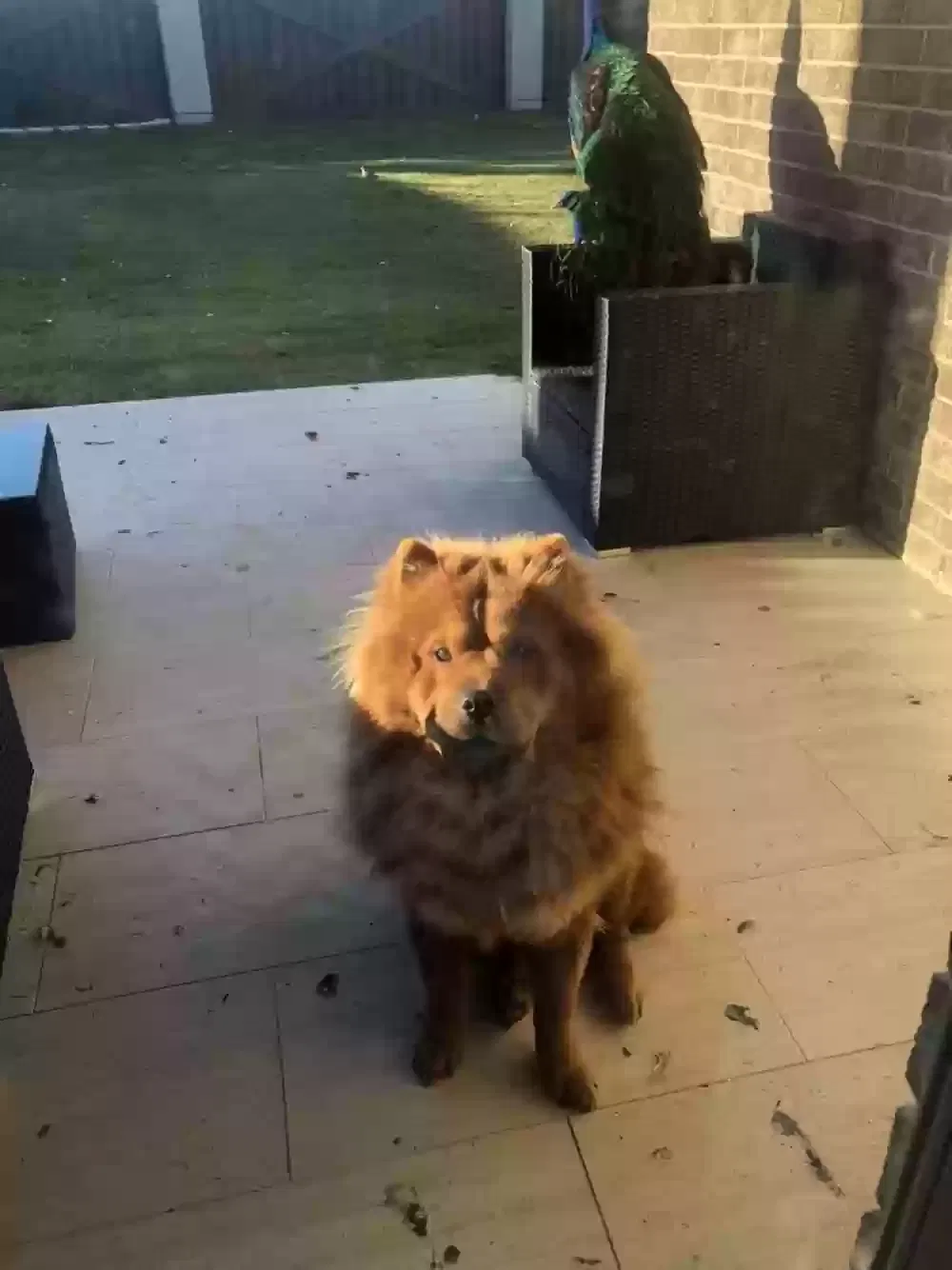 Lost dog in Richmond, TX, 77406