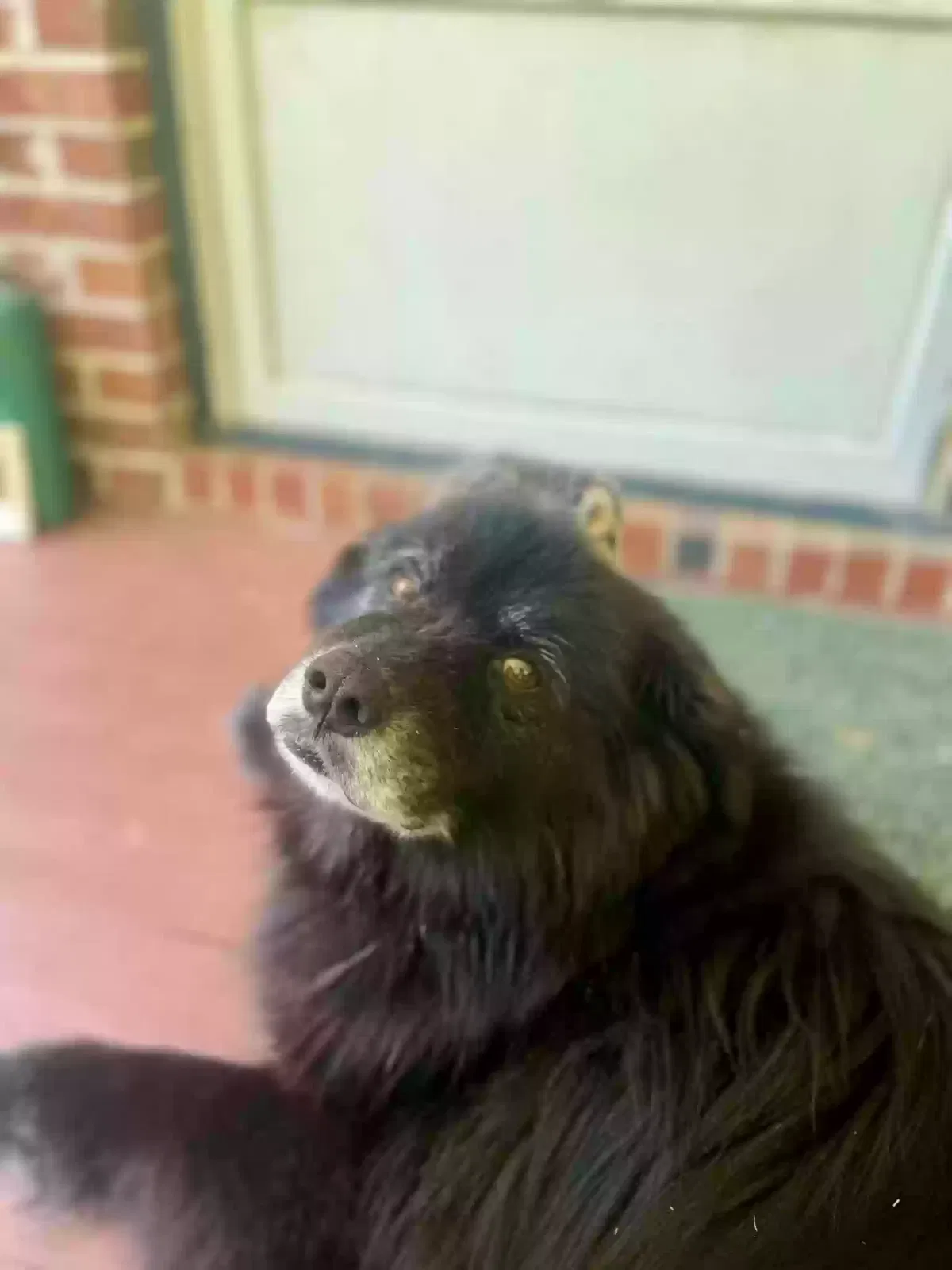 Lost dog in Spartanburg, SC, 29307