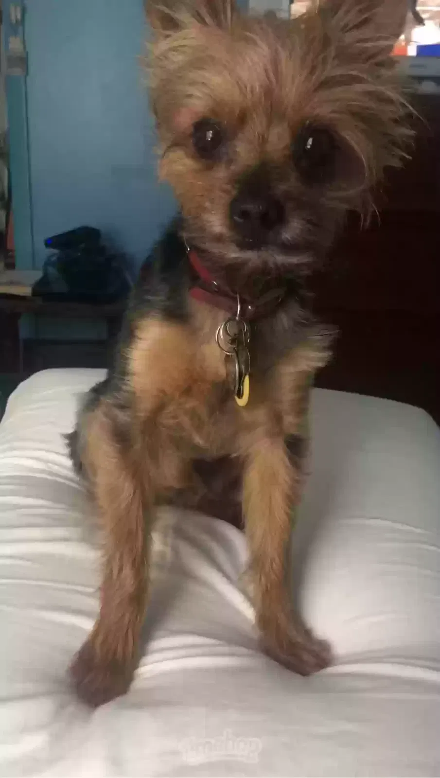 Lost dog in Merritt Island, FL, 32952