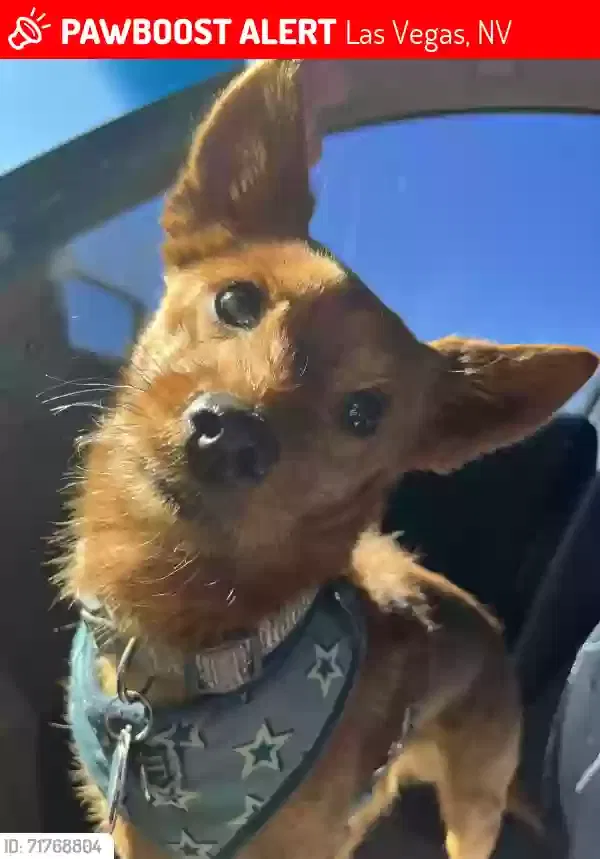 Lost dog in Las Vegas, NV, 89101