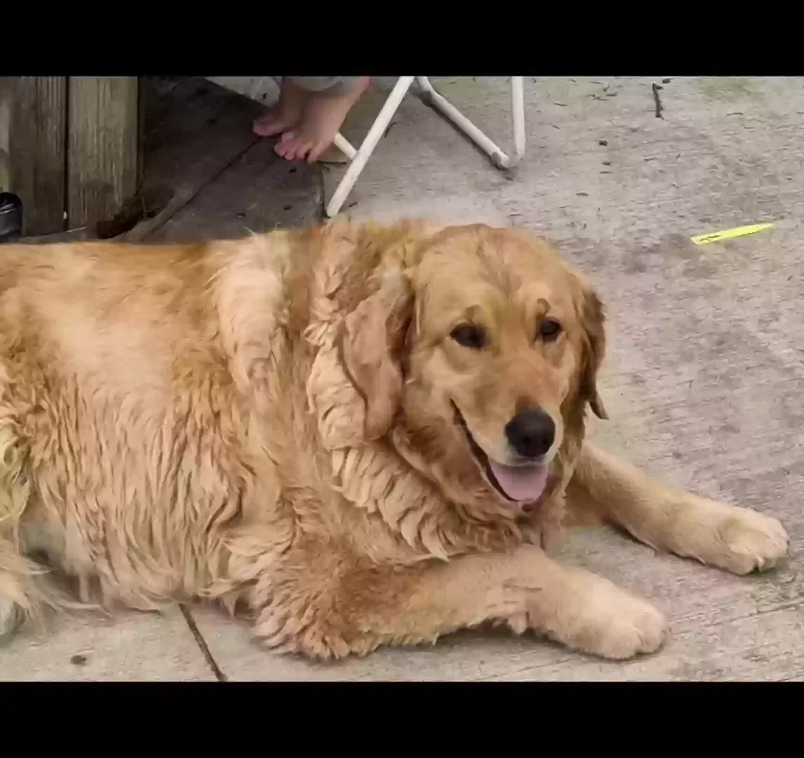 Lost dog in Bethel, PA, 19507