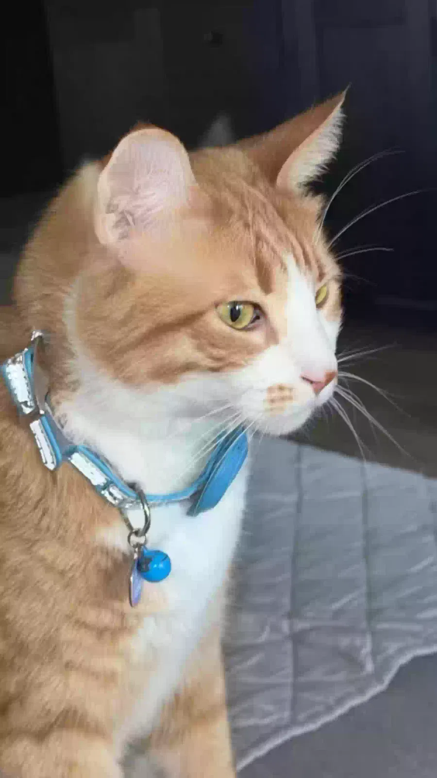 Lost cat in Whittier, CA, 90604