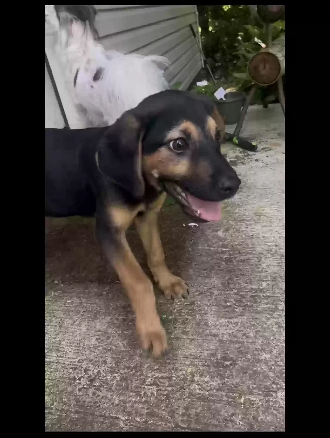 Lost dog in Statesville, NC, 28677
