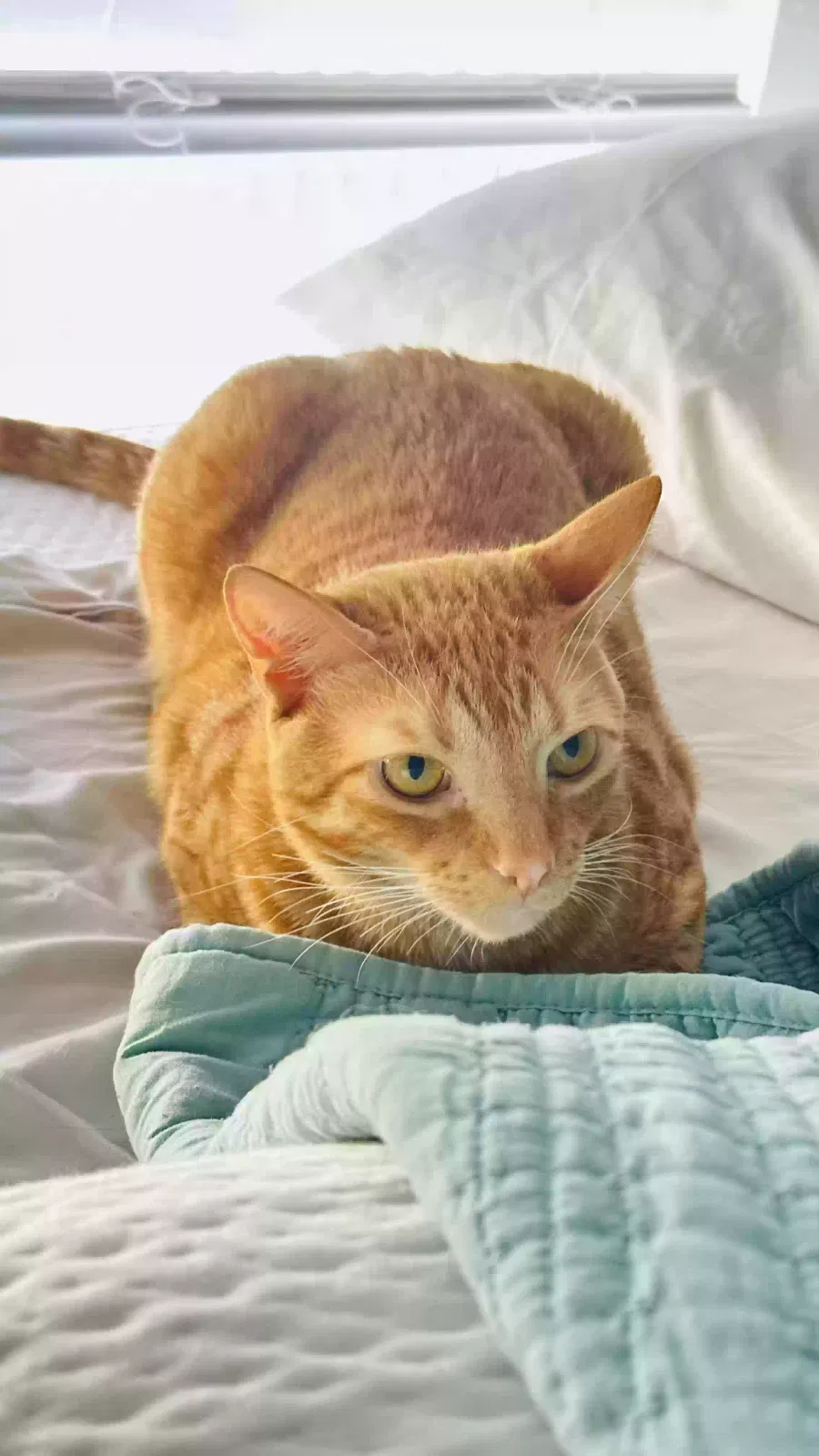Lost cat in Orlando, FL, 32835