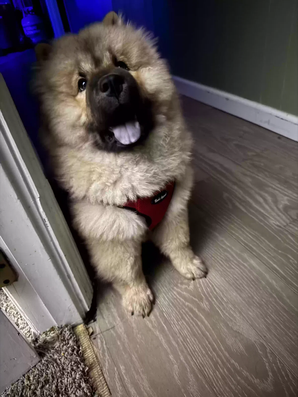 Lost dog in Smiths Station, AL, 36877