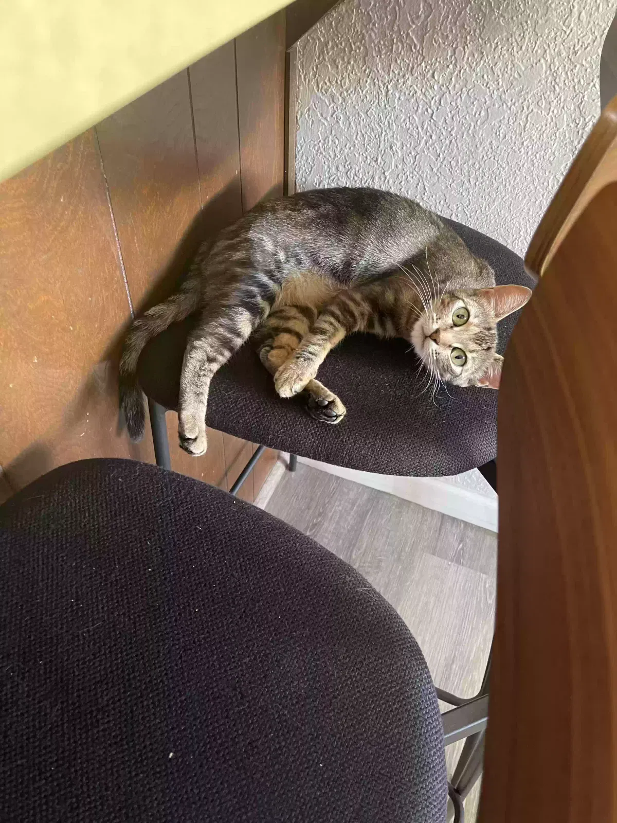 Lost cat in Citrus Heights, CA, 95610