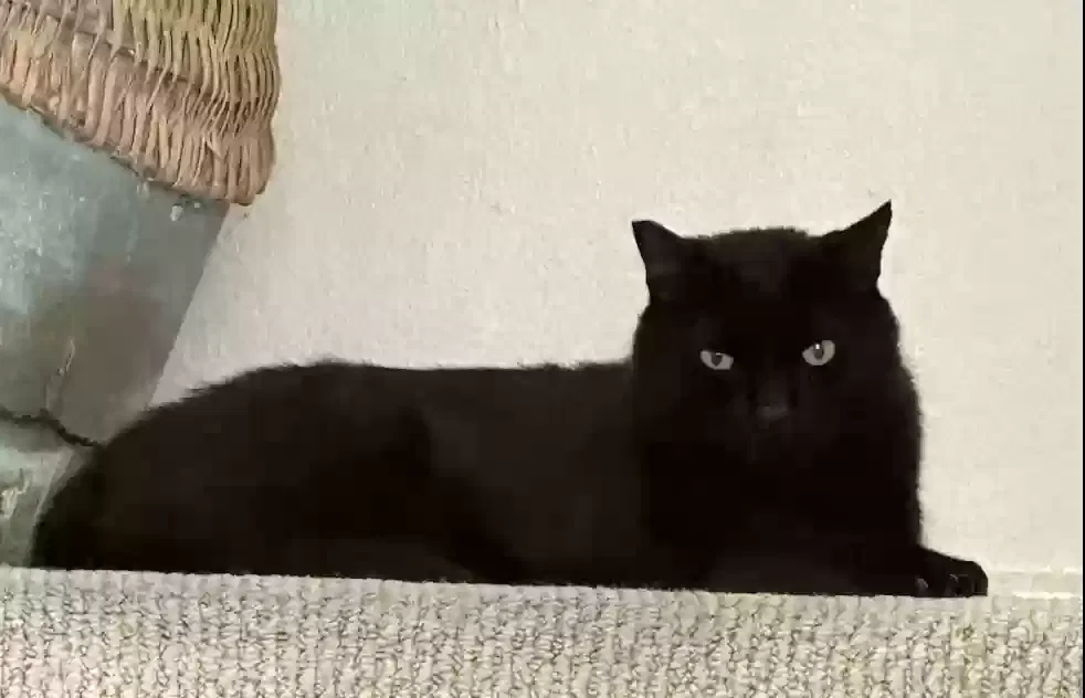 Lost cat in Chino Hills, CA, 91709