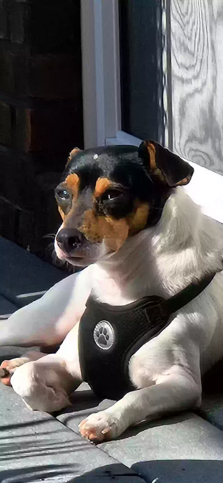 Found dog in Bristol, VA, 24202