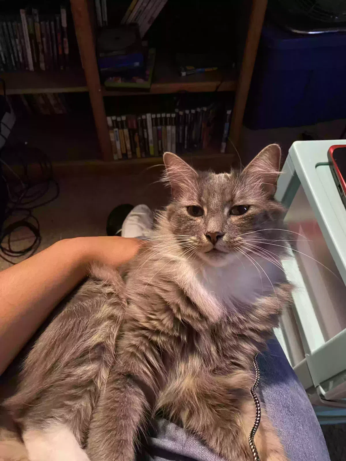 Lost cat in Haltom City, TX, 76117
