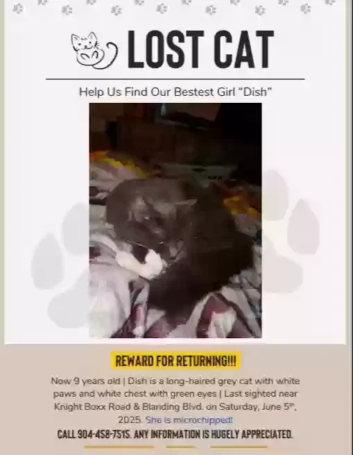 Missing Cat