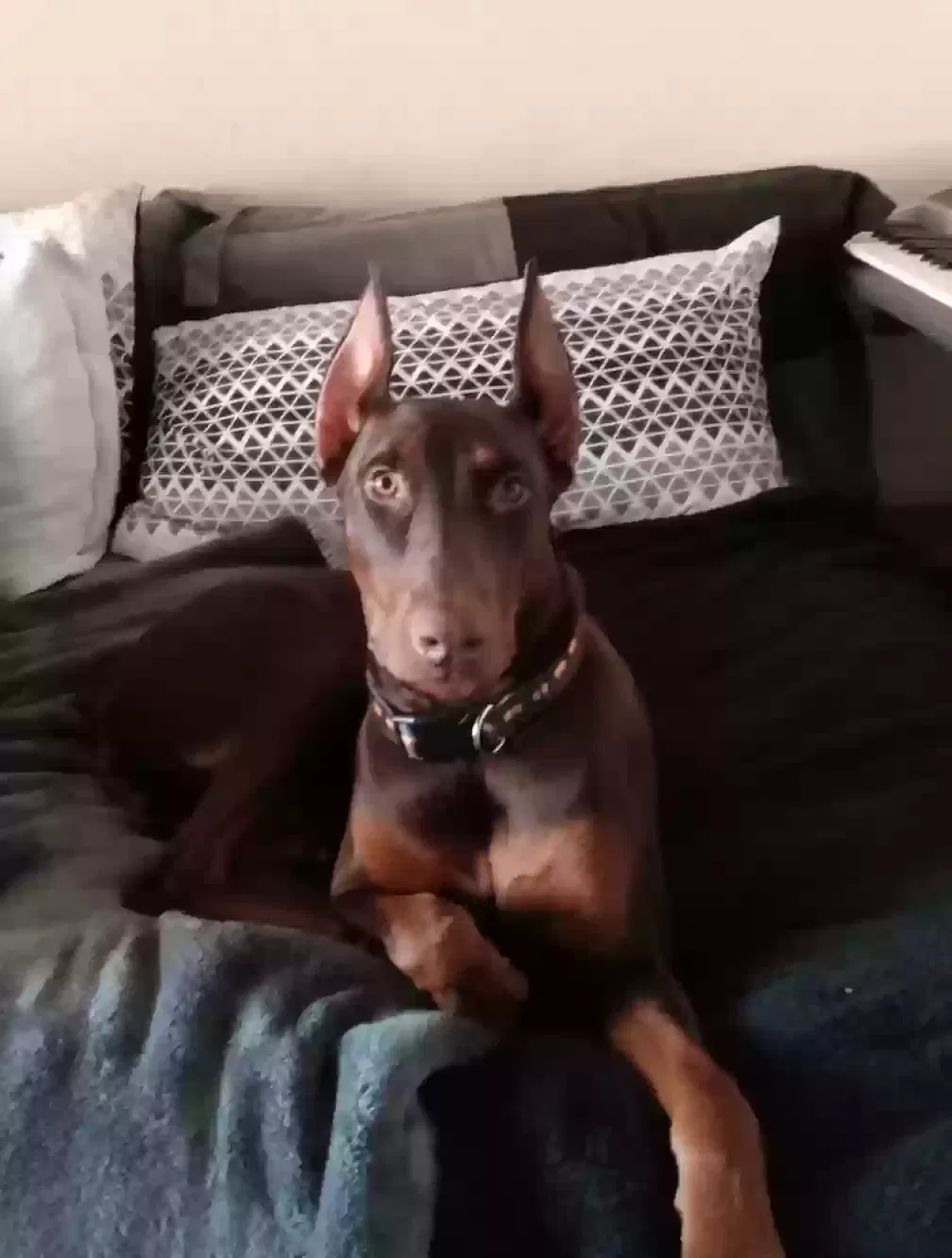 Lost dog in Merced, CA, 95341