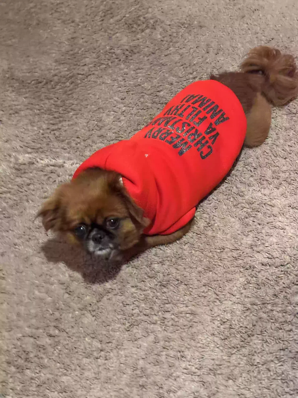 Lost dog in Deltona, FL, 32738
