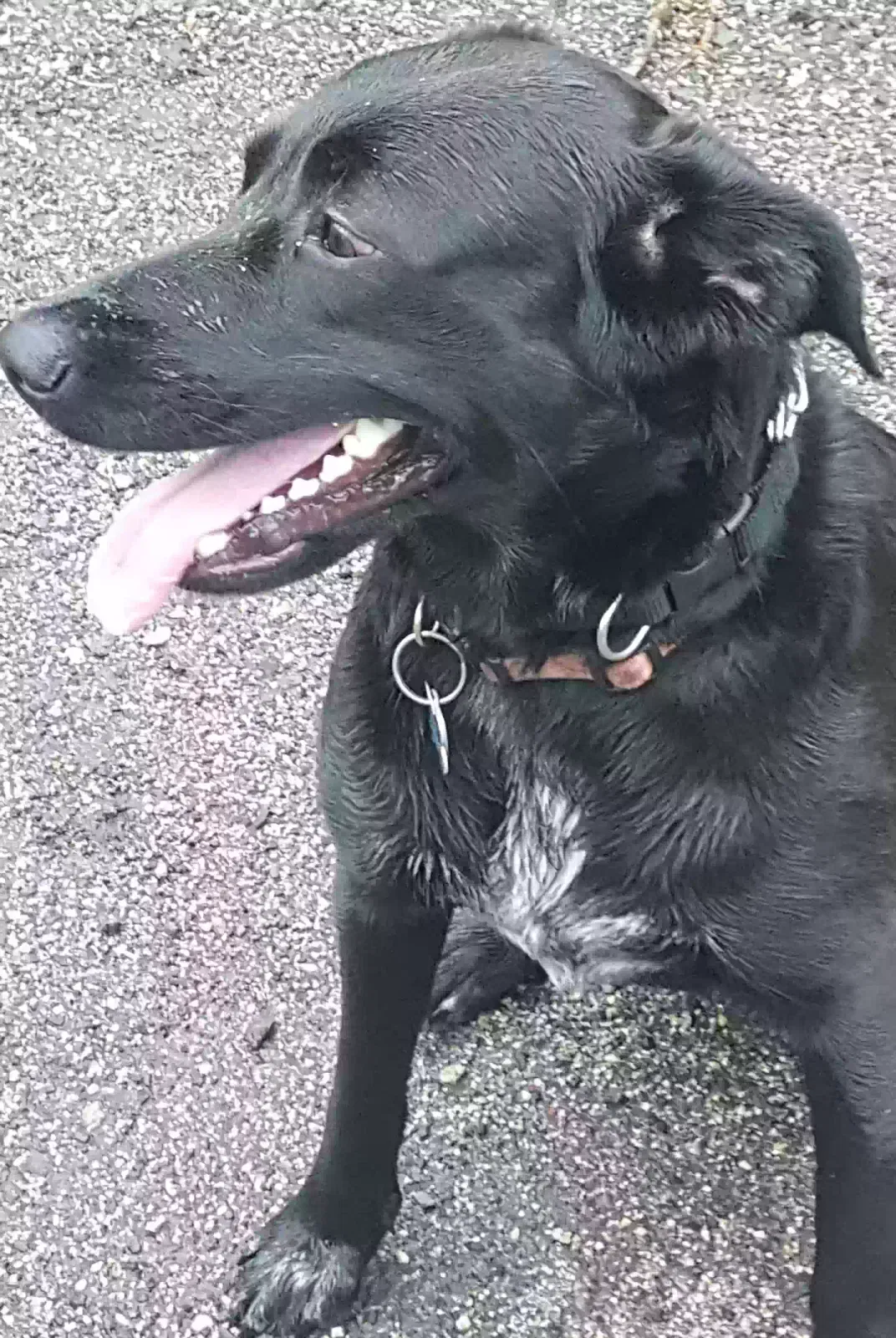 Lost dog in Phoenixville, PA, 19460