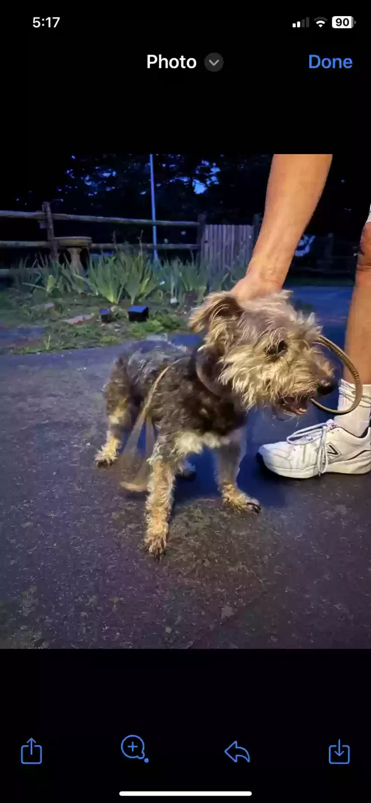 Found dog in Chesterfield, NJ, 8515