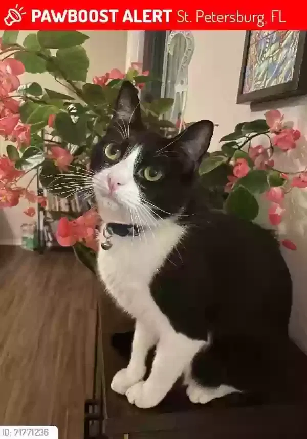 Lost cat in Saint Petersburg, FL, 33716